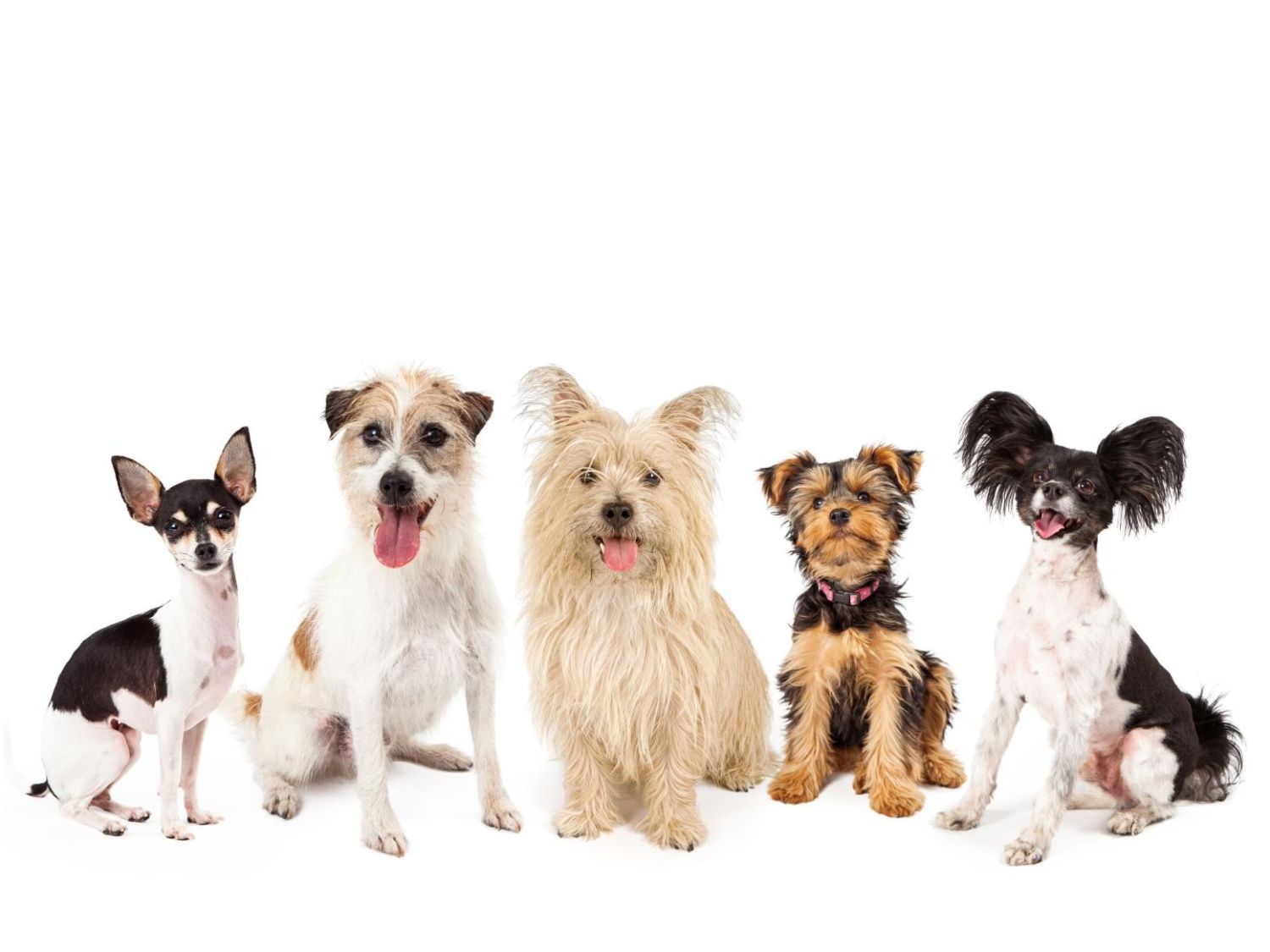 Las razas de perro favoritas entre los españoles