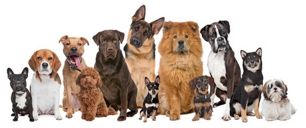 El tamaño no representa inconvenientes a la hora de escoger entre las razas de perro como mascota