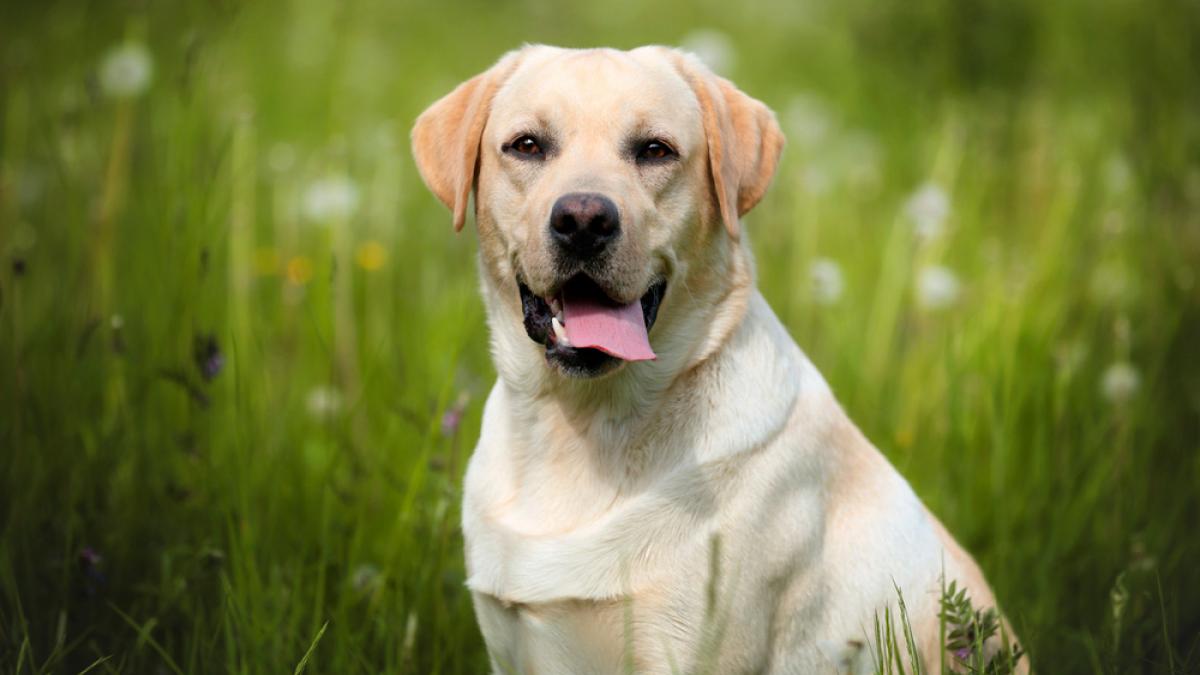 Dejar a tu perro atado en la puerta del supermercado te va a salir muy caro