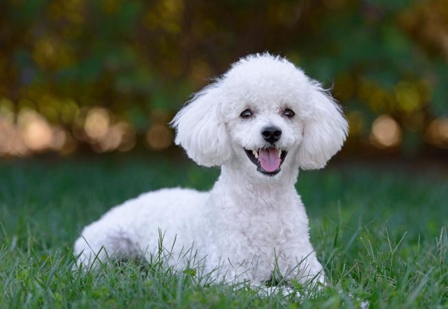 Caniche, alegre, bullicioso, una de las razas de perro para compañía ideales