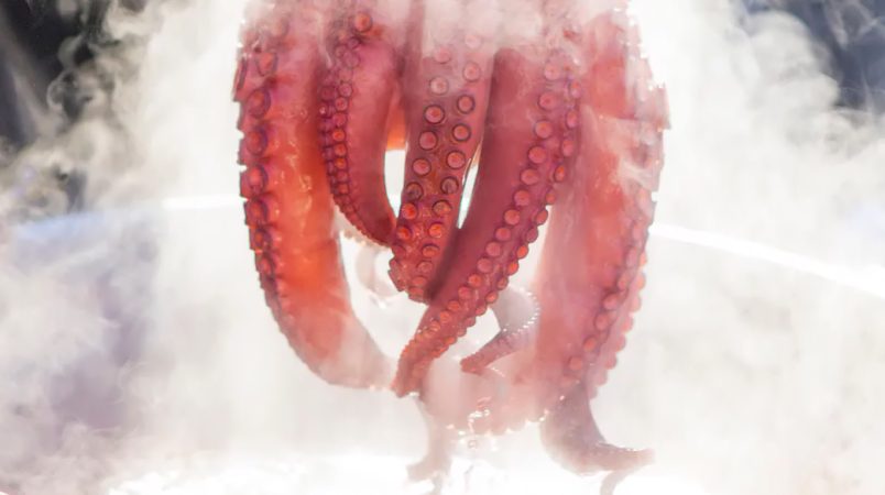 Cómo preparar un increíble pulpo a la gallega 4 Merca2.es Asusta al pulpo