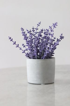 Planta lavanda 1 Merca2.es