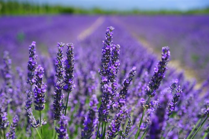 Planta lavanda 2 Merca2.es
