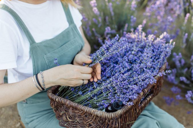 Planta lavanda 4 Merca2.es