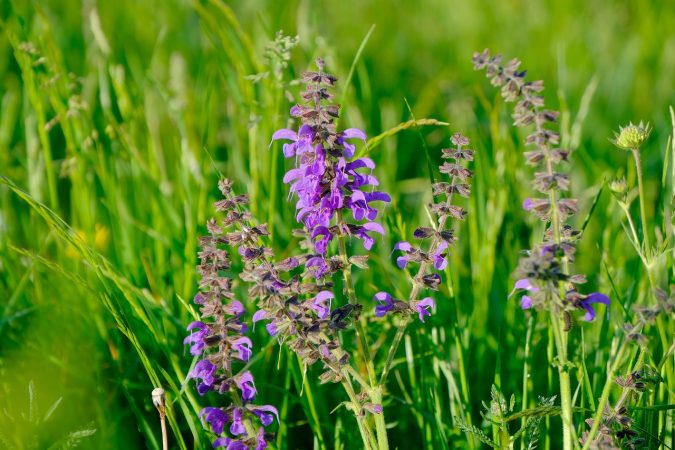Salvia Merca2.es