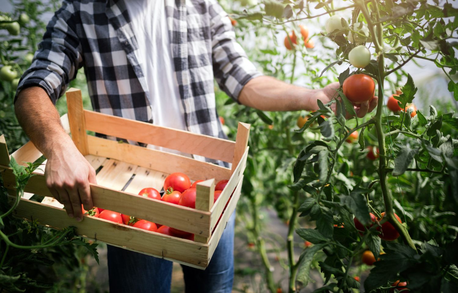 Los beneficios de la agricultura y ganadería sostenible para España