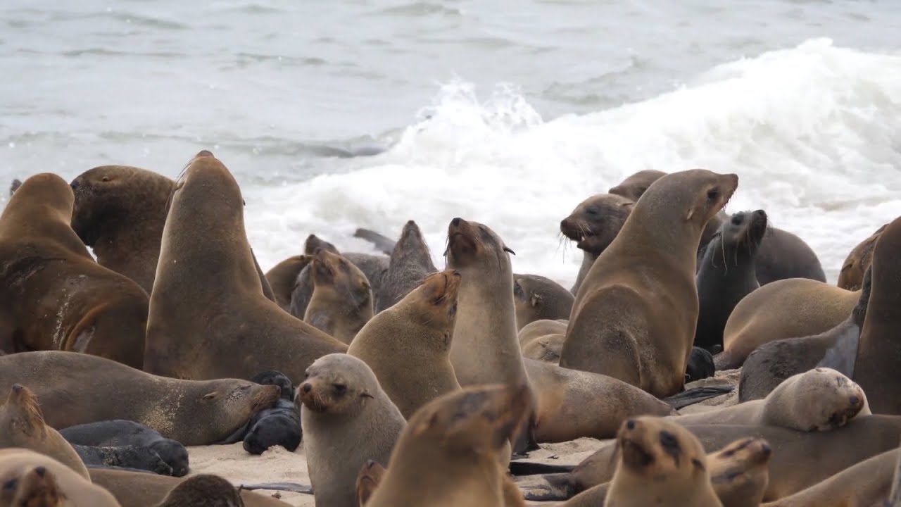 ¿Qué animales viven en la Antártica?