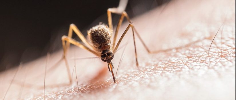 foto post mosquito Merca2.es