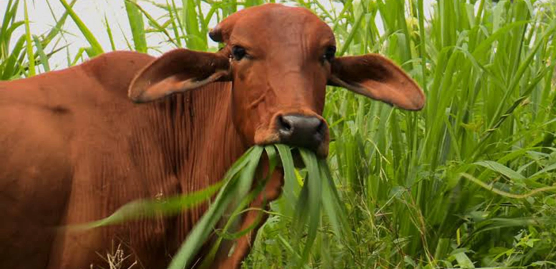 Cultivar en armonía: así funciona la agricultura y ganadería sostenible en España