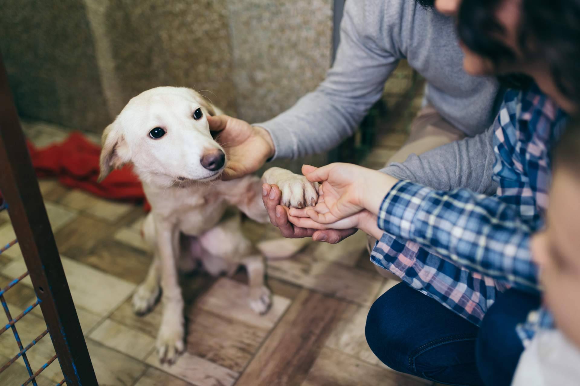 Una alimentación saludable y nutritiva para perros con sensibilidad alimentaria; El increíble pienso hipoalergénico de salmón de ADOPTA
