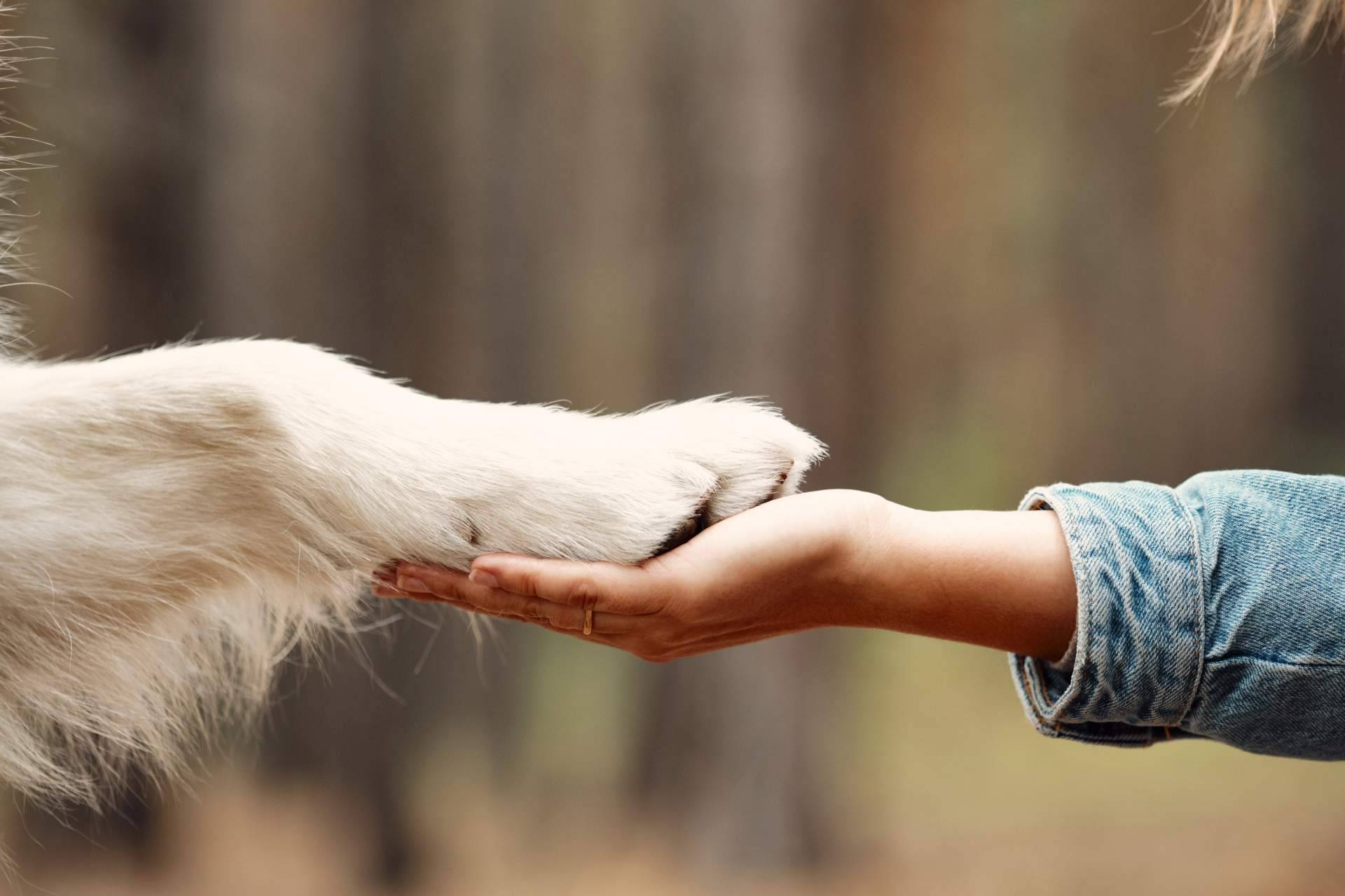 Armonizar la relación con el perro de la familia