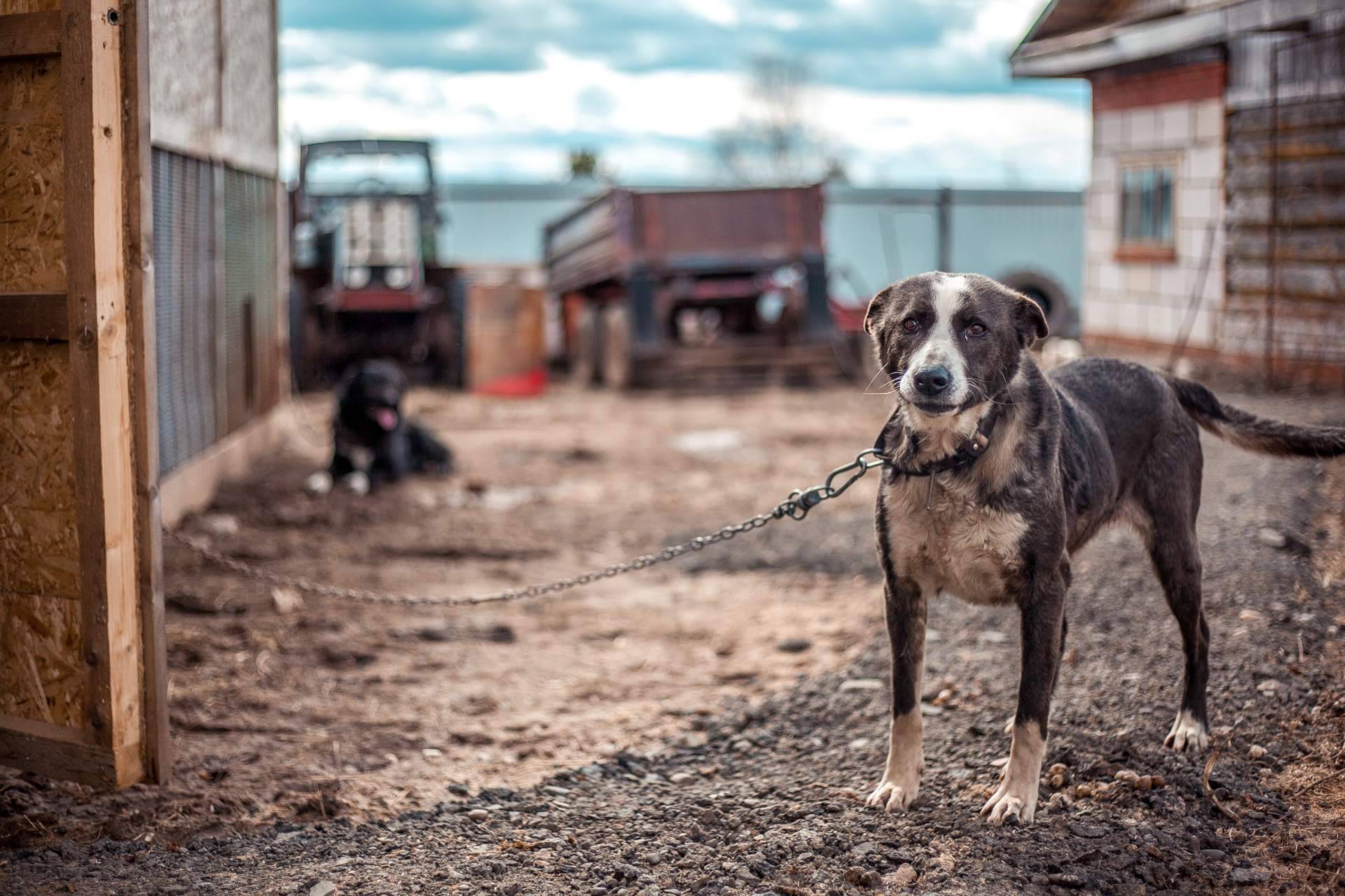 ¿Cuáles son los pasos para denunciar el maltrato animal?