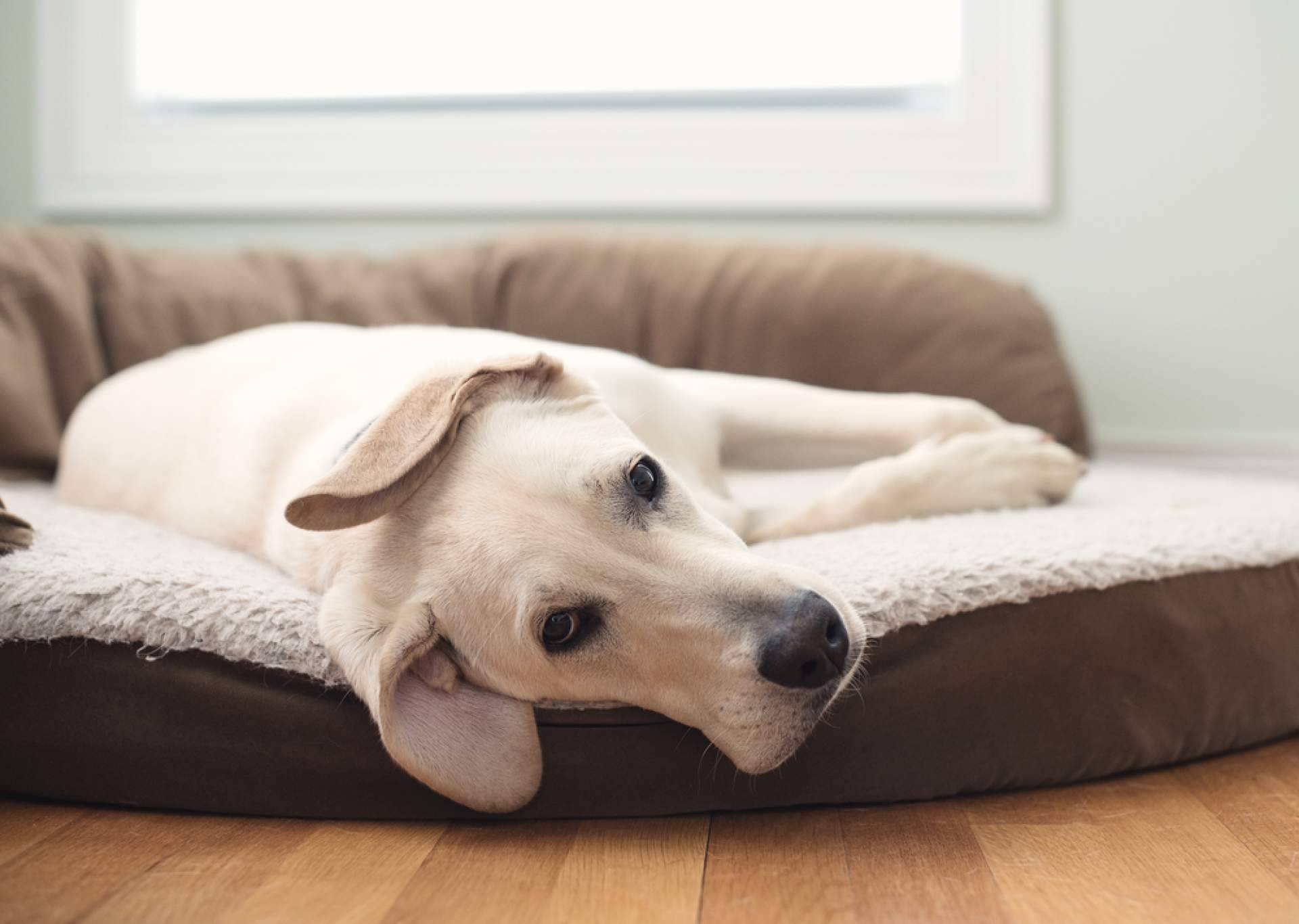¡ADOPTA, la plataforma gratuita que conecta con el compañero peludo ideal!