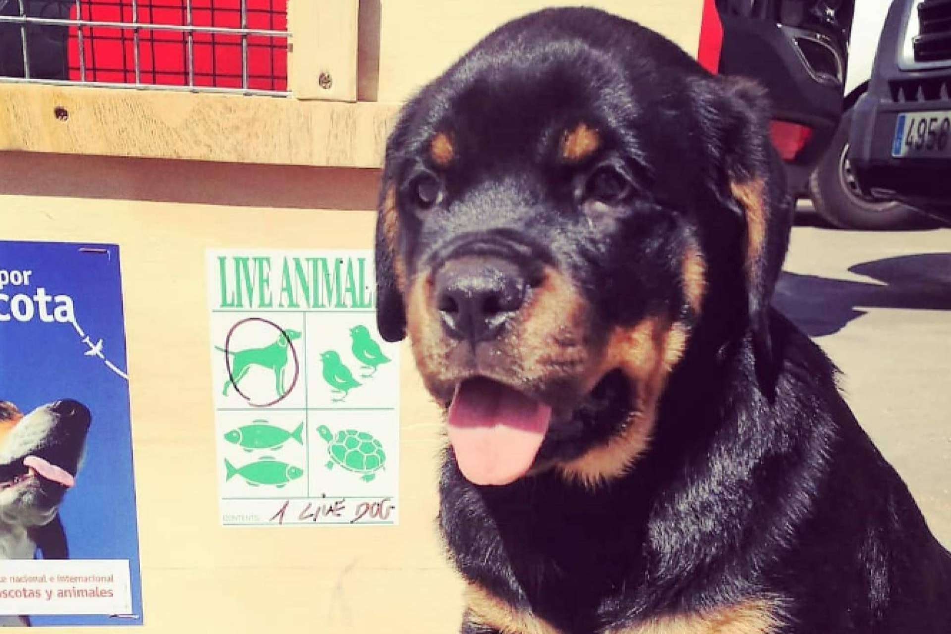 ¿Cómo se transportan las mascotas en los aviones?, por BaggagePets