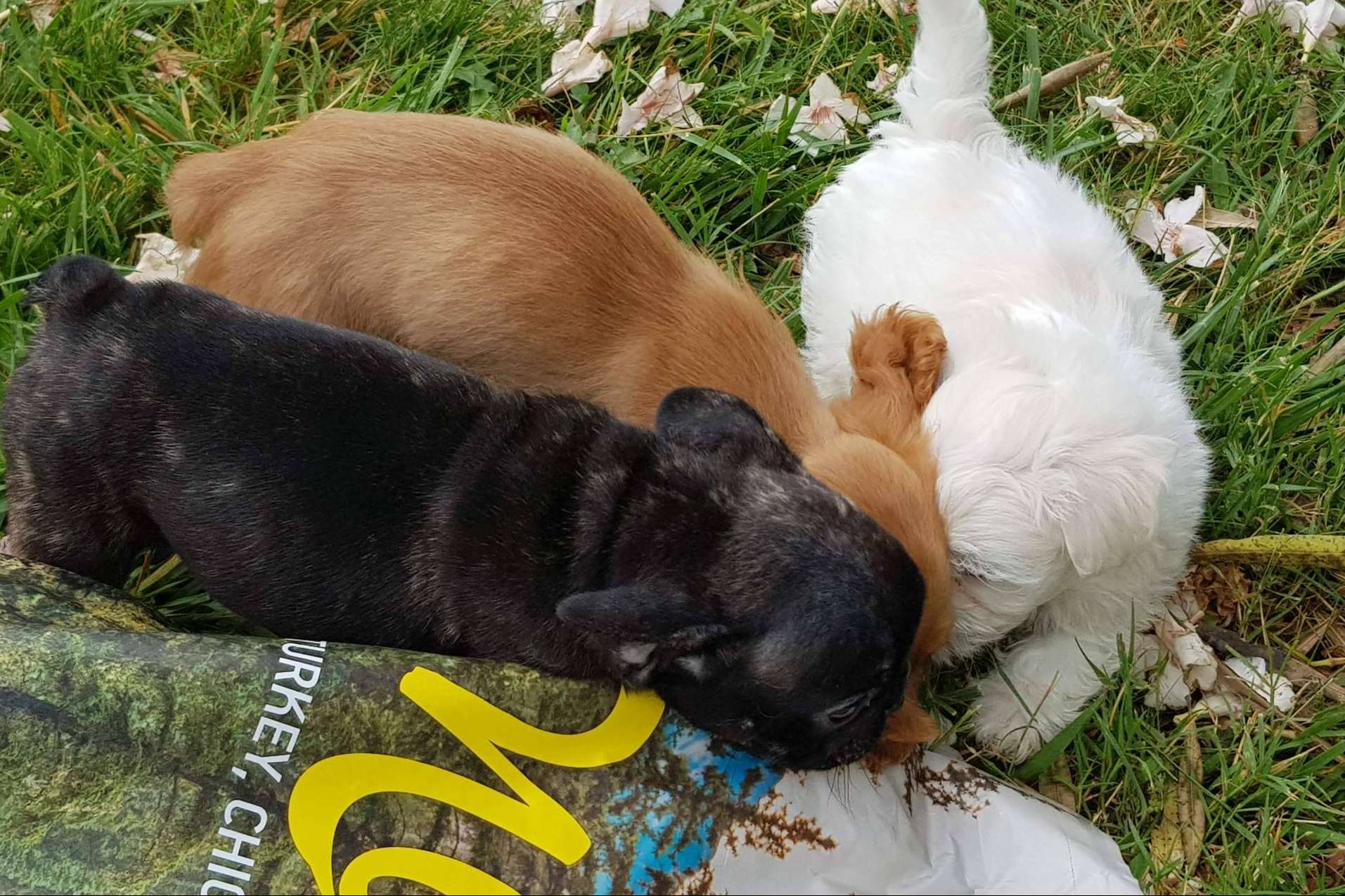 Pienso para perros sin cereales, disponible en la gama Nature de Satisfaction