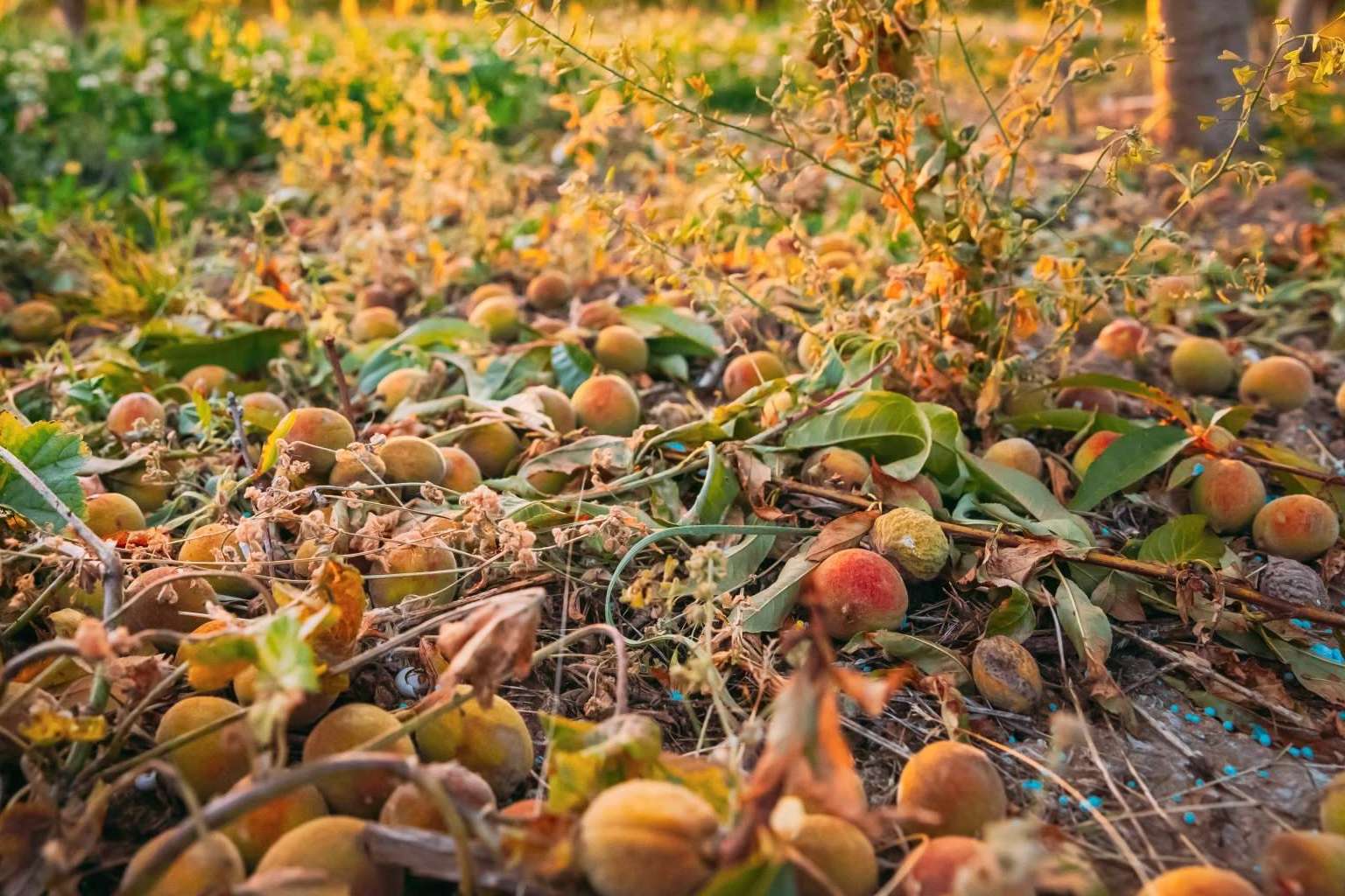 Grupo SPAG expone las consecuencias del granizo para la agricultura