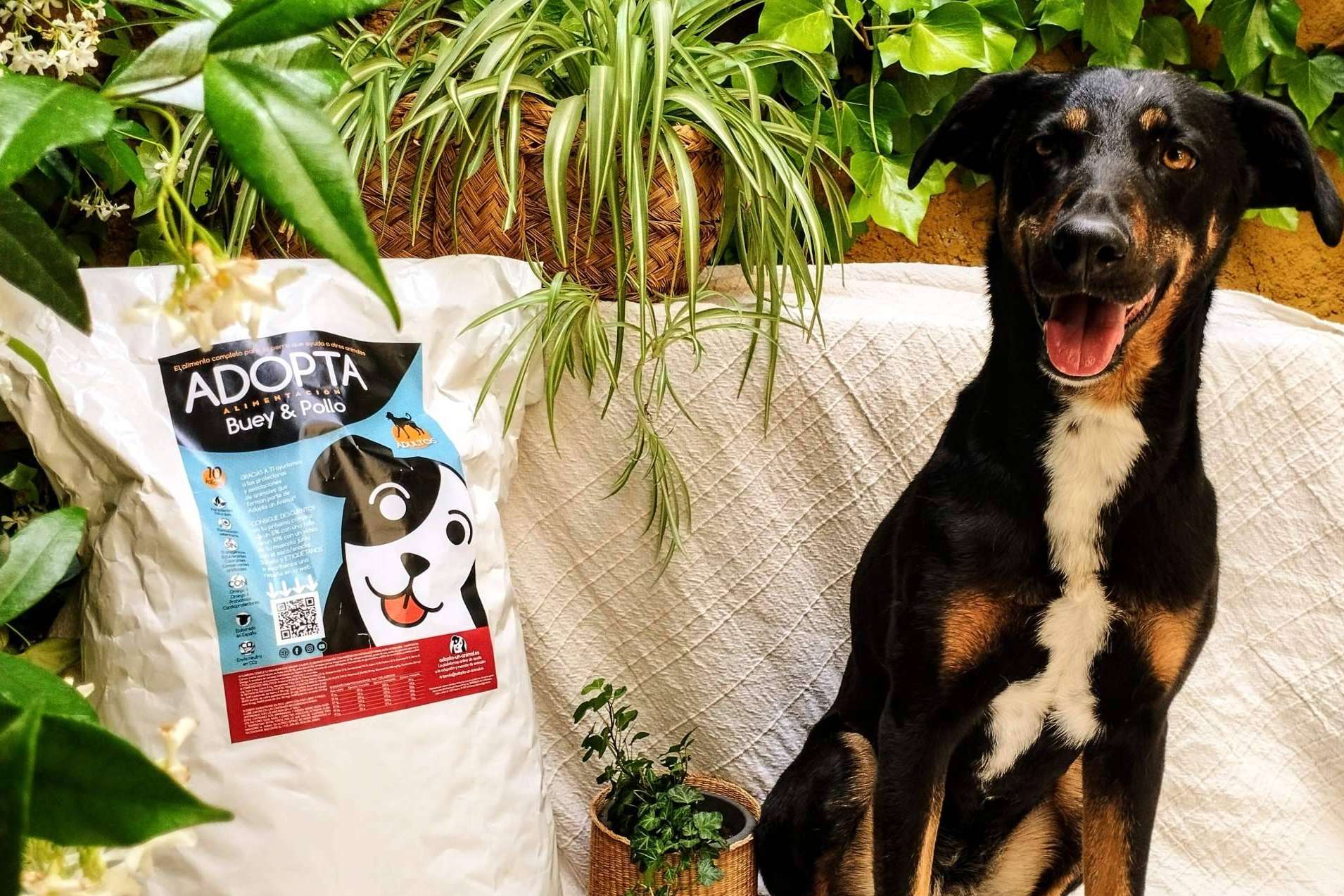 Pienso light de mantenimiento para perros adultos, el alimento ideal para cualquier perro