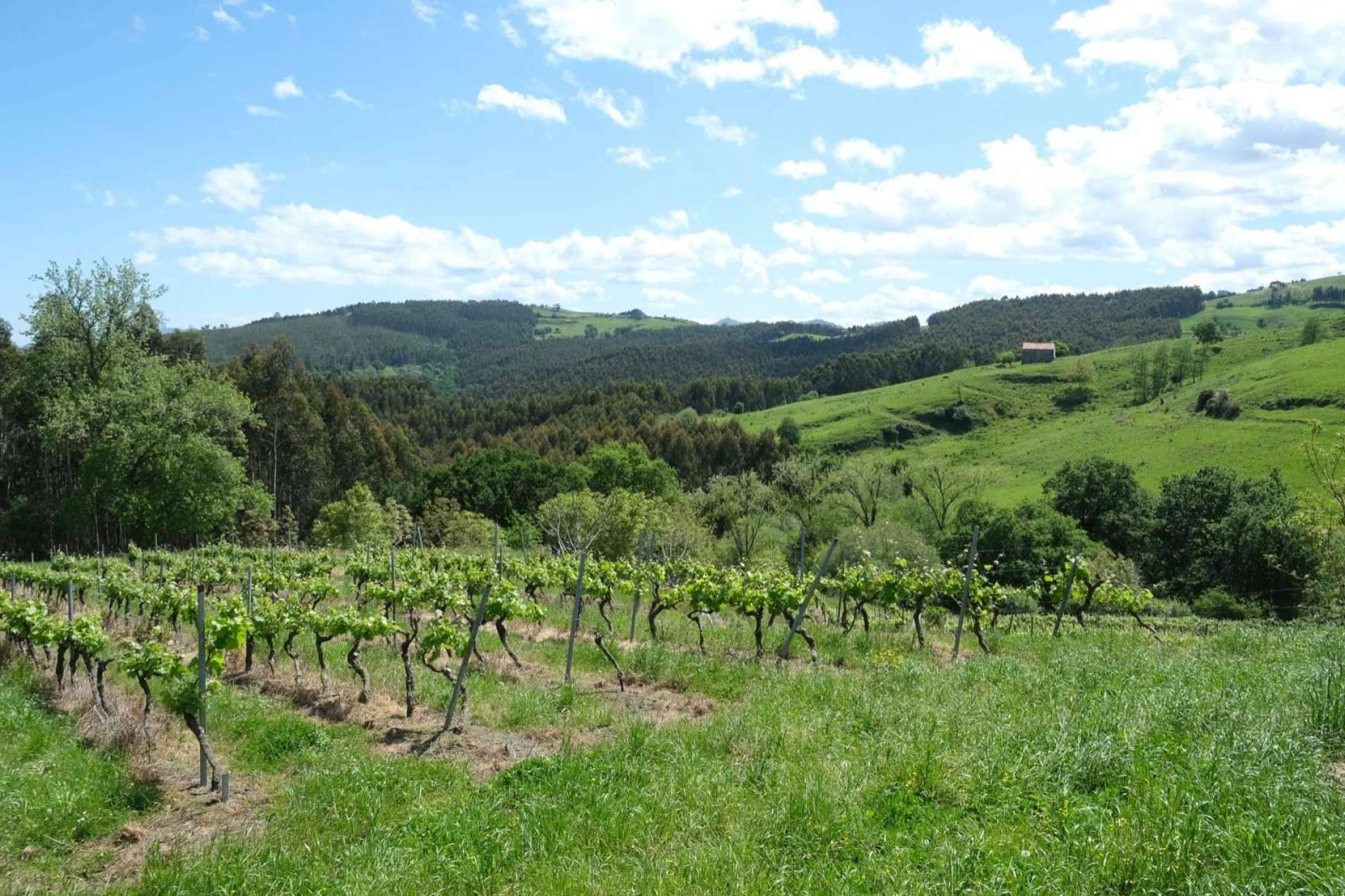 Bodegas Vidular, una historia de amor y respeto por el vino y la ‘tierruca’