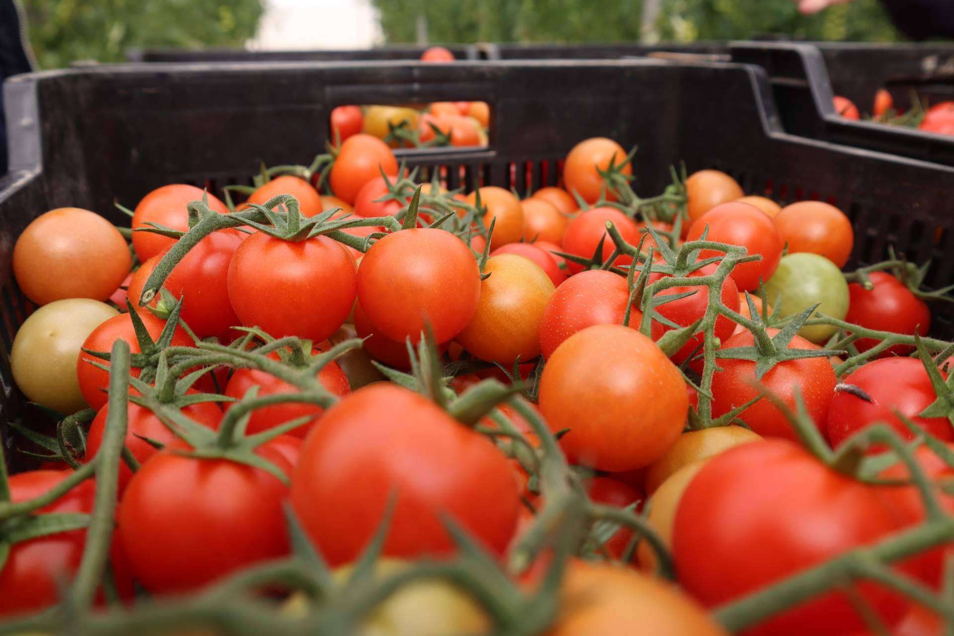 Bombas dosificadoras; innovación para un fertirriego más productivo, eficiente y sostenible