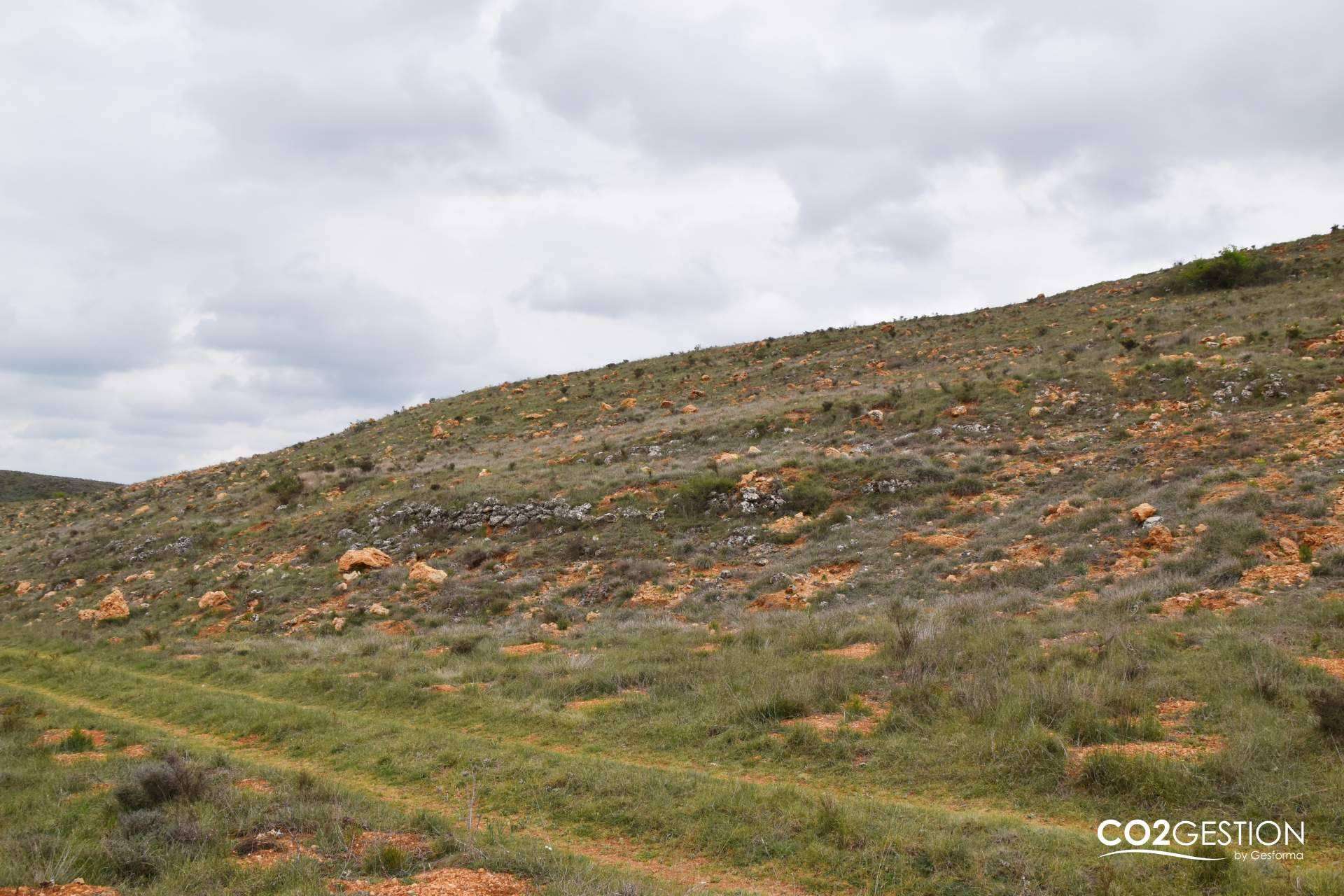 Gracias a una plantación forestal en Burgos, INECO compensa más de 200 toneladas de CO₂