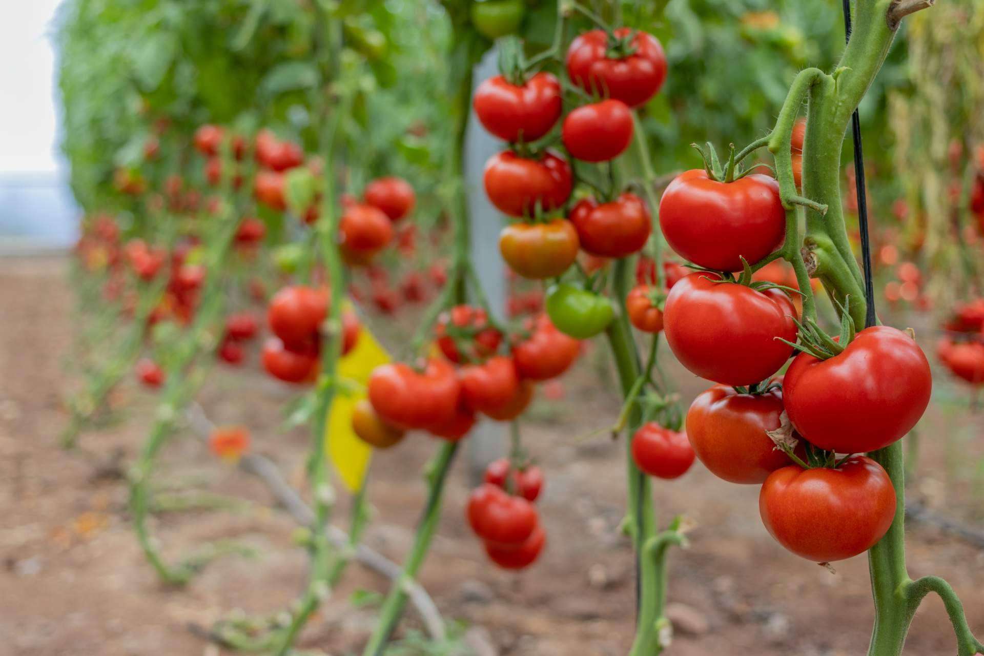 CapGen Seeds apuesta por variedades más sostenibles y productivas para generar un impacto positivo en el medioambiente