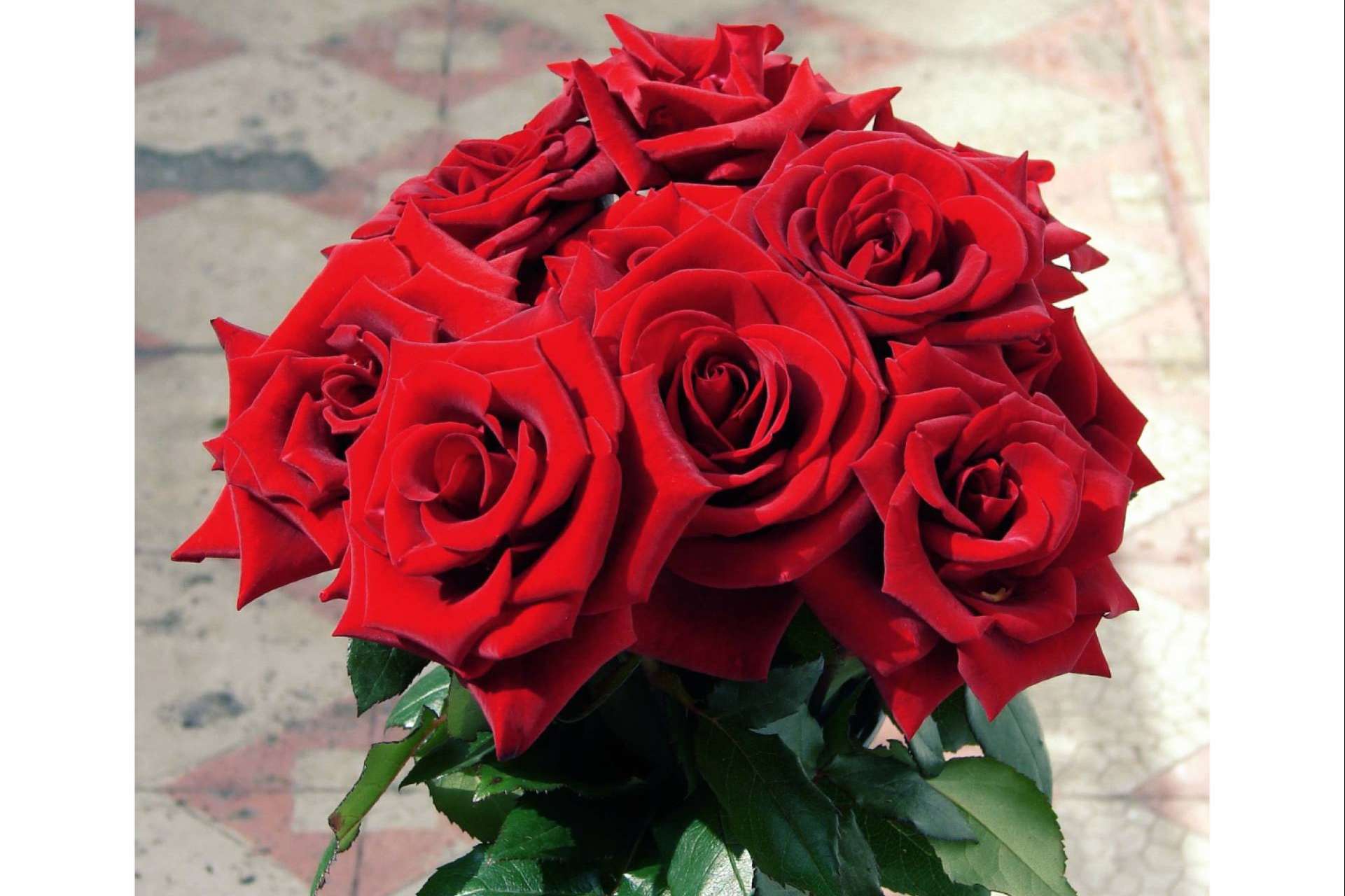 Regalar ramo de rosas rojas ecoamigable, por Roses To Love