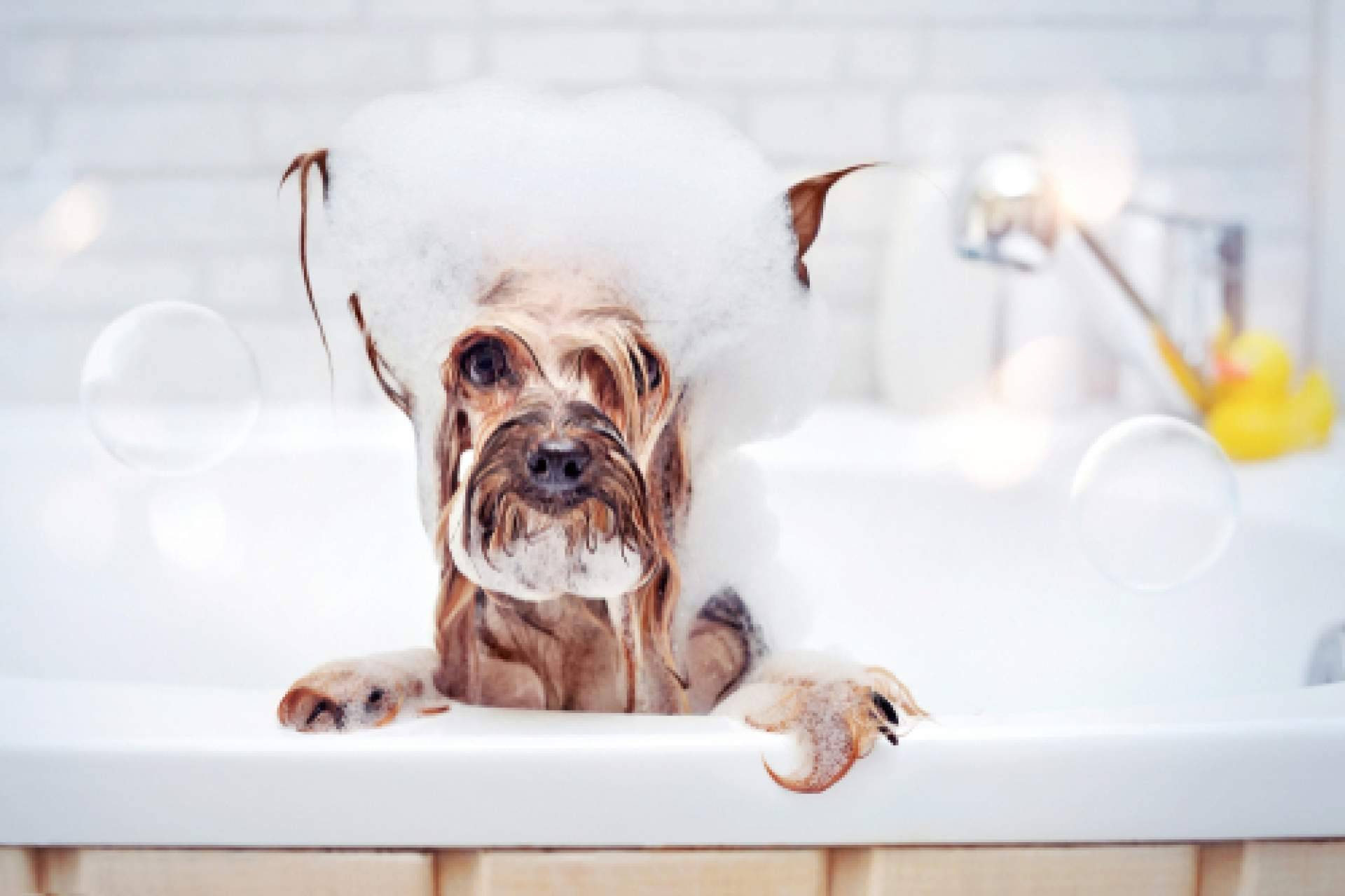 4Huellas es el distribuidor de Yuup!, la marca de productos de cosmética para peluquerías caninas