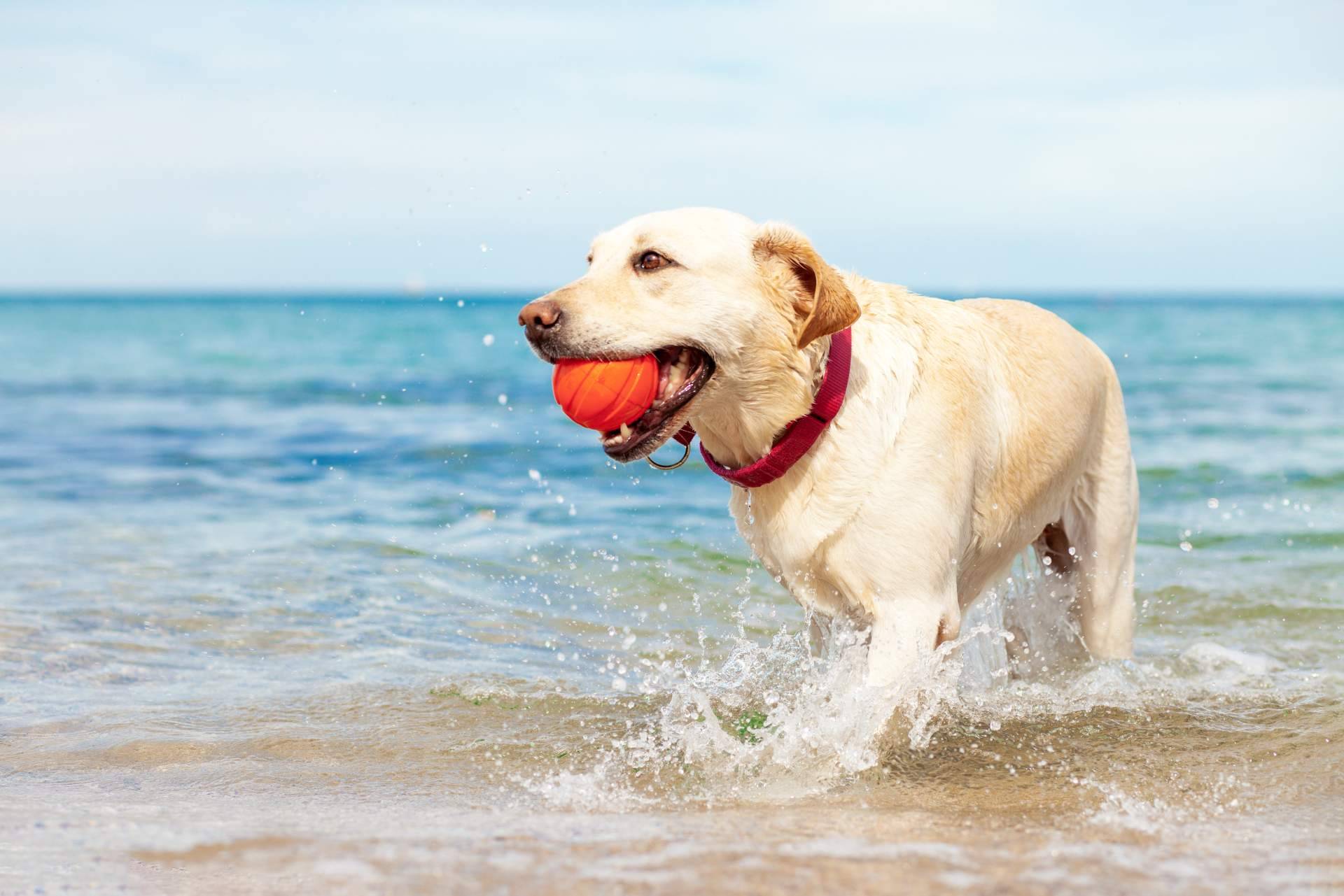 ¿Cuáles son los mejores consejos para planificar las vacaciones cuando hay animales de compañía en la familia?