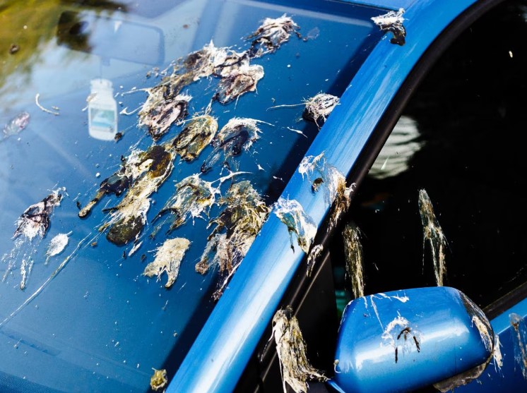 El truco infalible para quitar los excrementos de pájaro de tu coche sin estropear la pintura