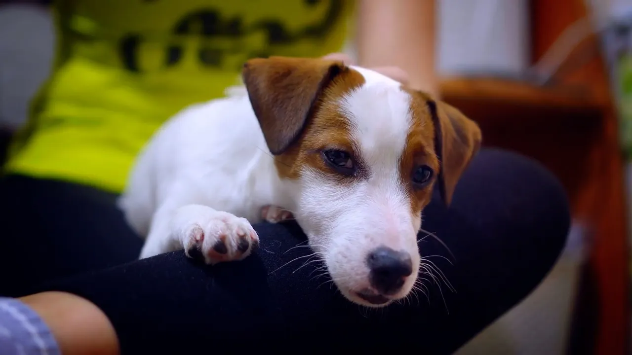¿Por qué los perros no sudan?