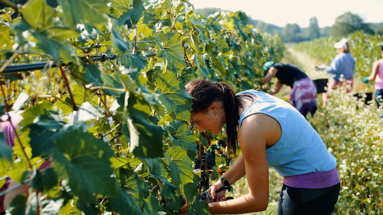 El vino de hielo ¿Qué es? y ¿Cómo se produce?
