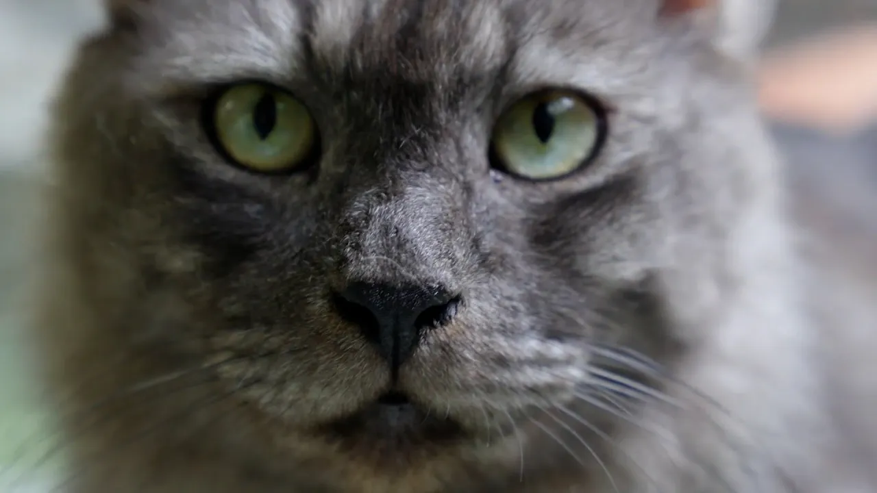 ¿Por qué caen de pie los gatos?