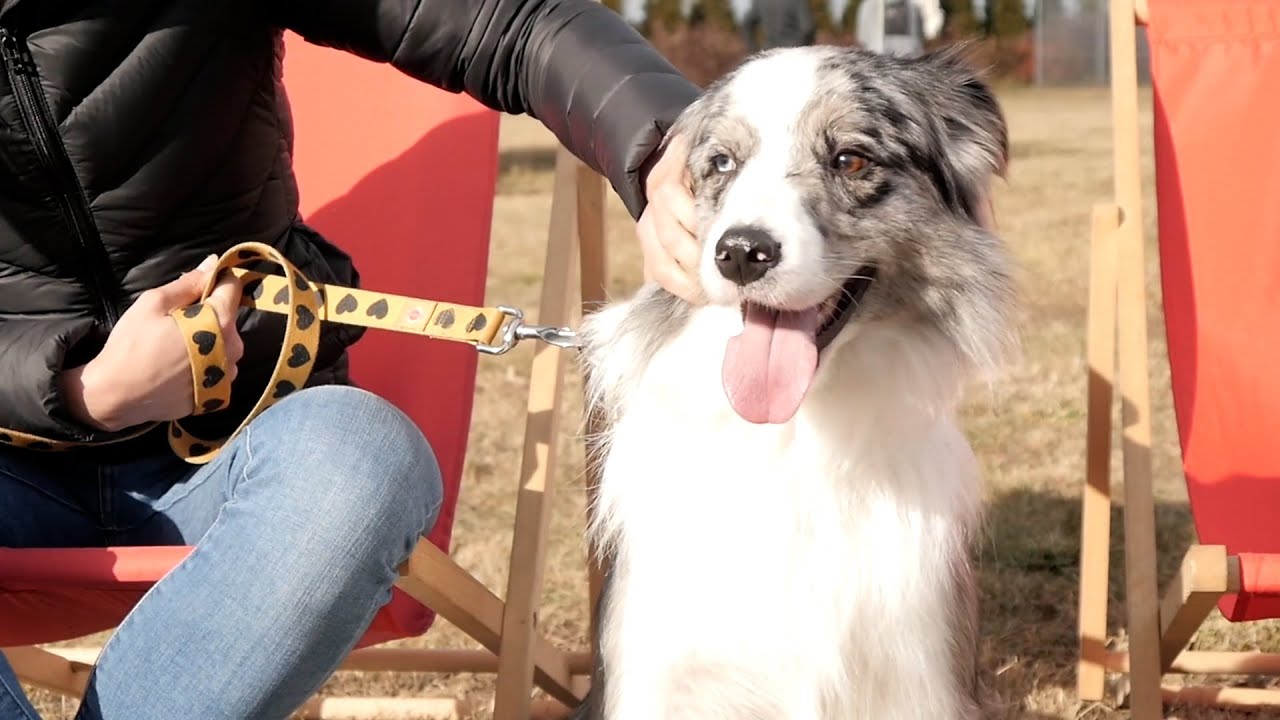 ¿Cómo demuestran su felicidad los perros?