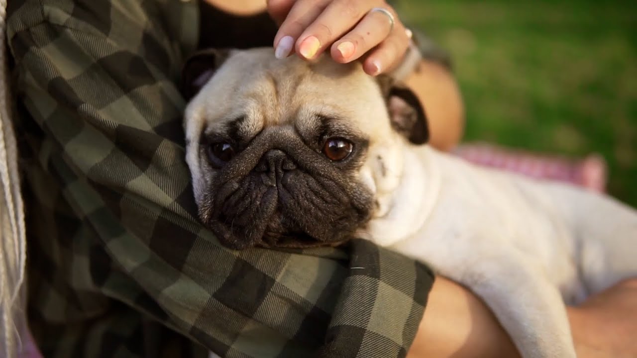 ¿Cuál es considerado el mejor amigo del hombre?