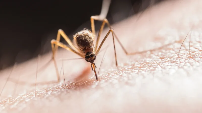 mosquito Merca2.es