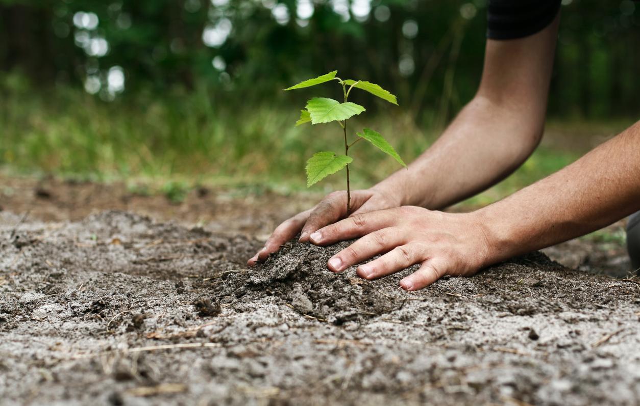 Ecosistemas: 10 formas de cuidar nuestro hogar natural con responsabilidad 1 Merca2.es Reforestación