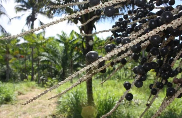 Un superalimento que tiene su origen en América