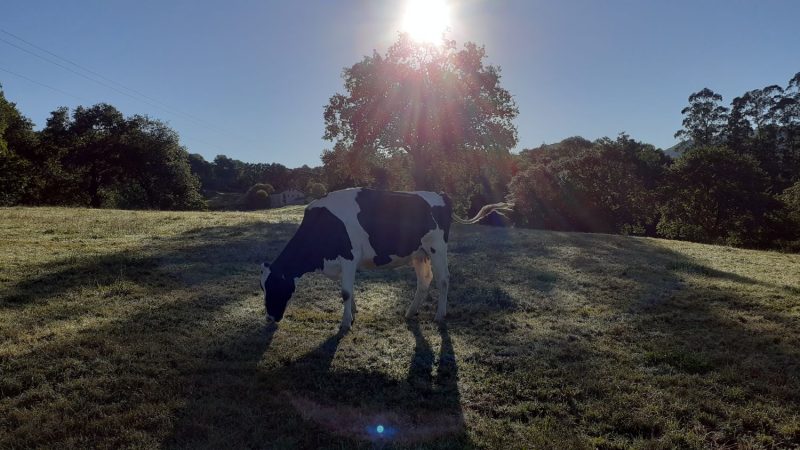 vacas cantabria pascual 52973800609 o Merca2.es