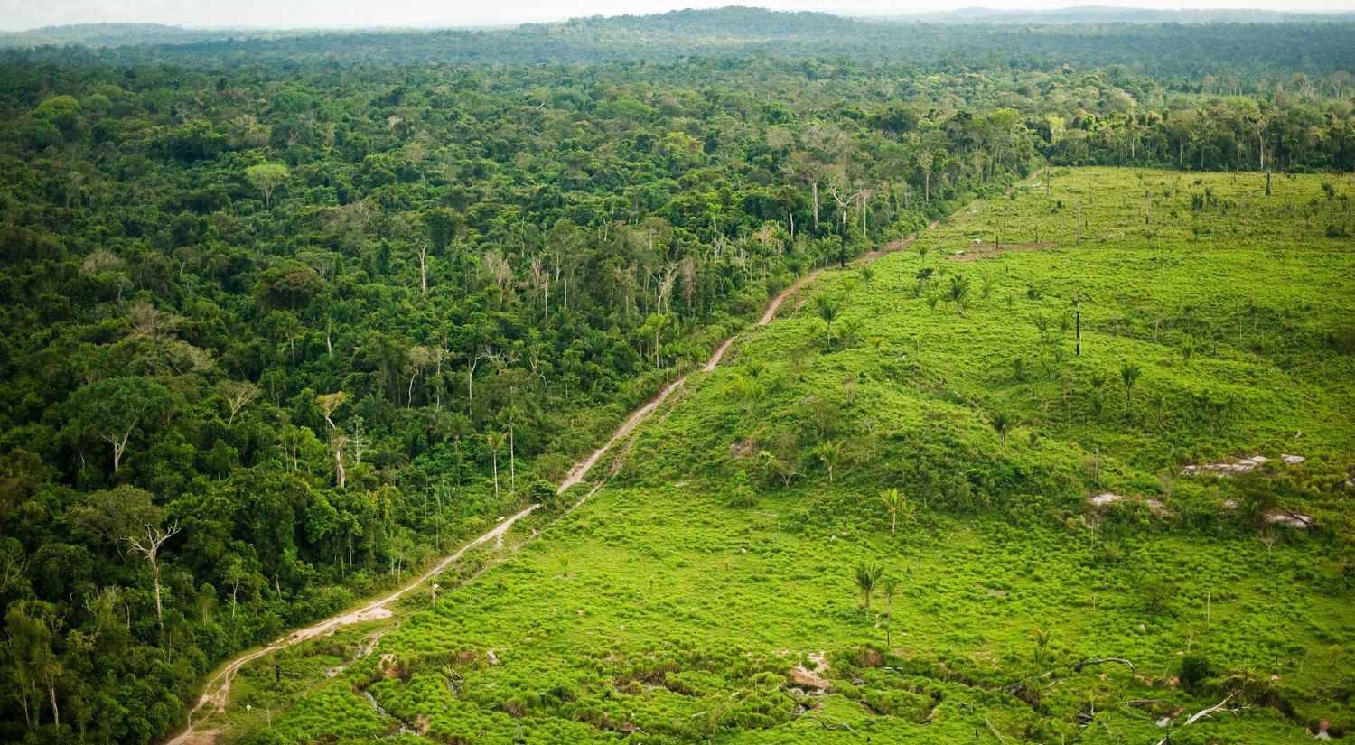 1. La alarmante tasa de deforestación