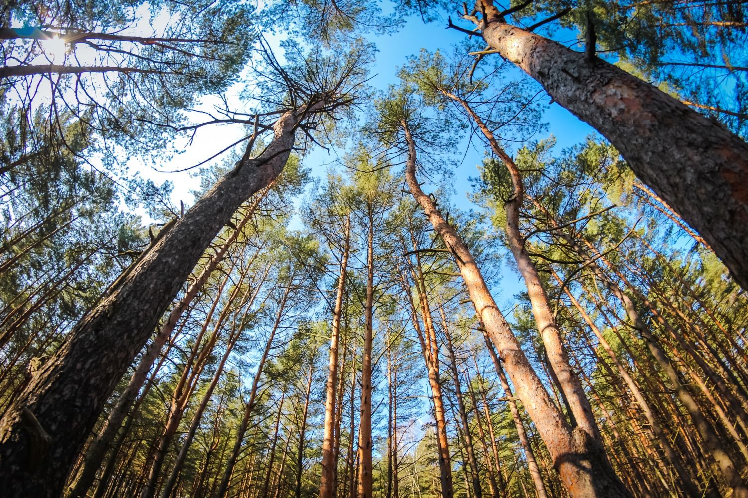 Cómo nos afecta la destrucción de los bosques