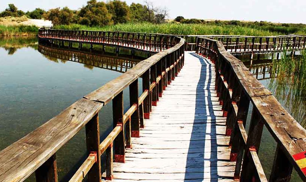 Parque Nacional de las Tablas de Daimiel, Ciudad Real: conoce el santuario de la vida silvestre en La Mancha