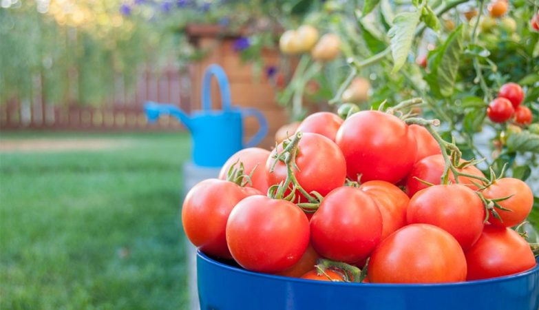 Propiedades del tomate
