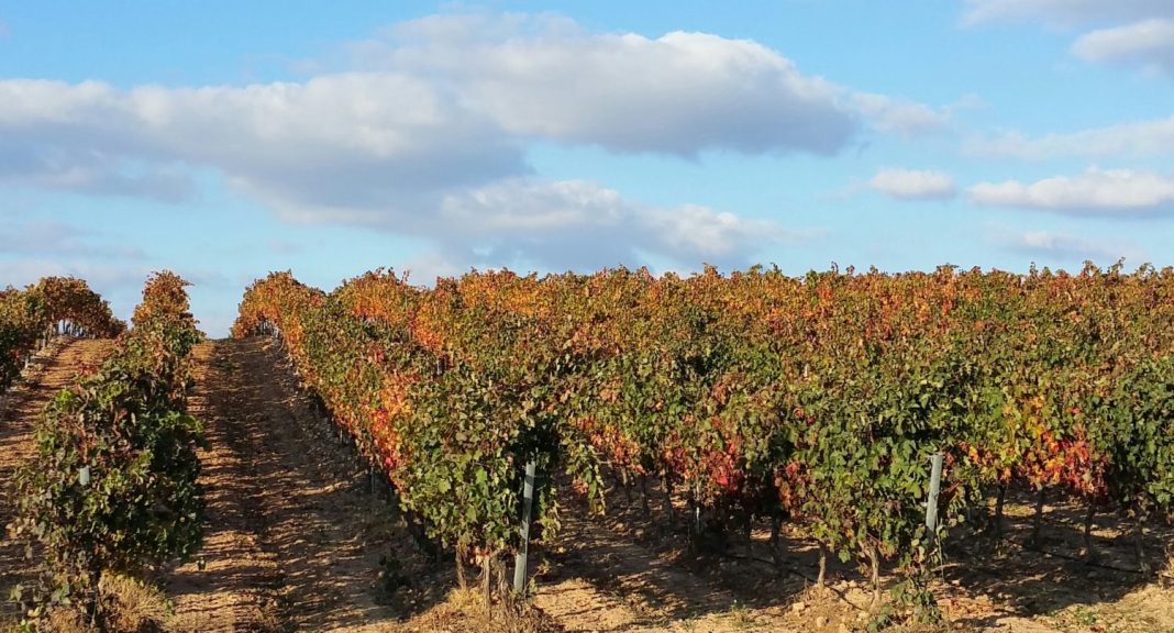 Medidas de inversiones en bodegas y reestructuración y reconversión de viñedos