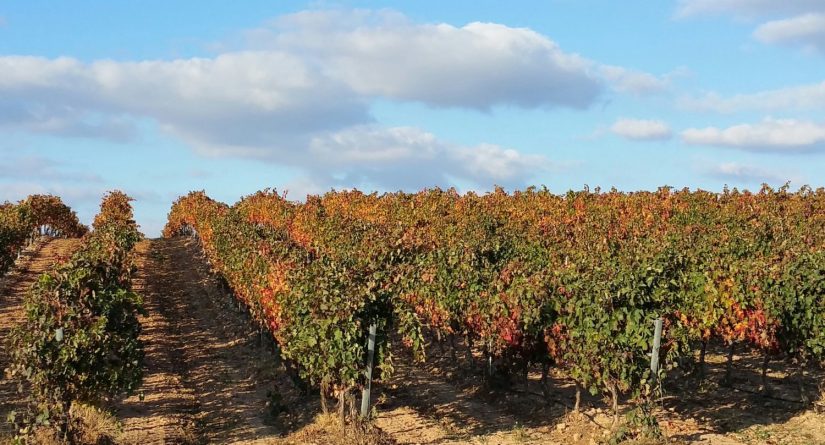 El sector de la Agricultura y la Alimentación reclama medidas urgentes a la Comisión Europea 2 Merca2.es Medidas de inversiones en bodegas y reestructuración y reconversión de viñedos
