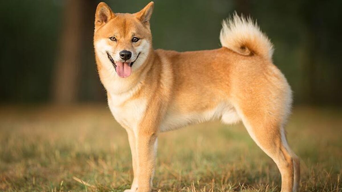 Estas son las razas de perro más caras del mundo