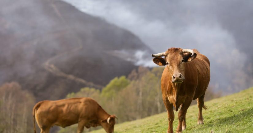 Sencilla, fácil de manejar y sin comisiones de ventas