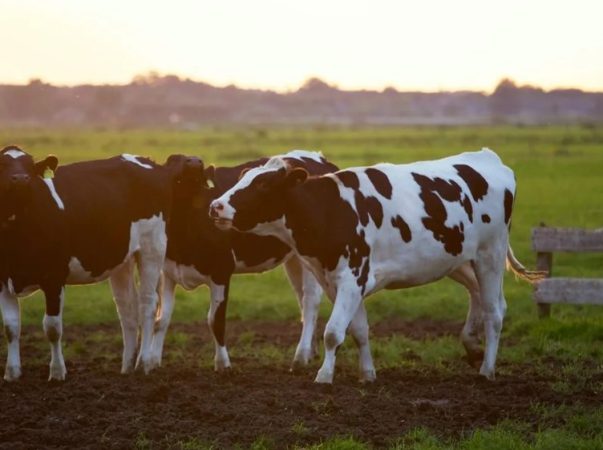 Comenzó en Asturias, pero ahora puede encontrarse en muchos otros lugares