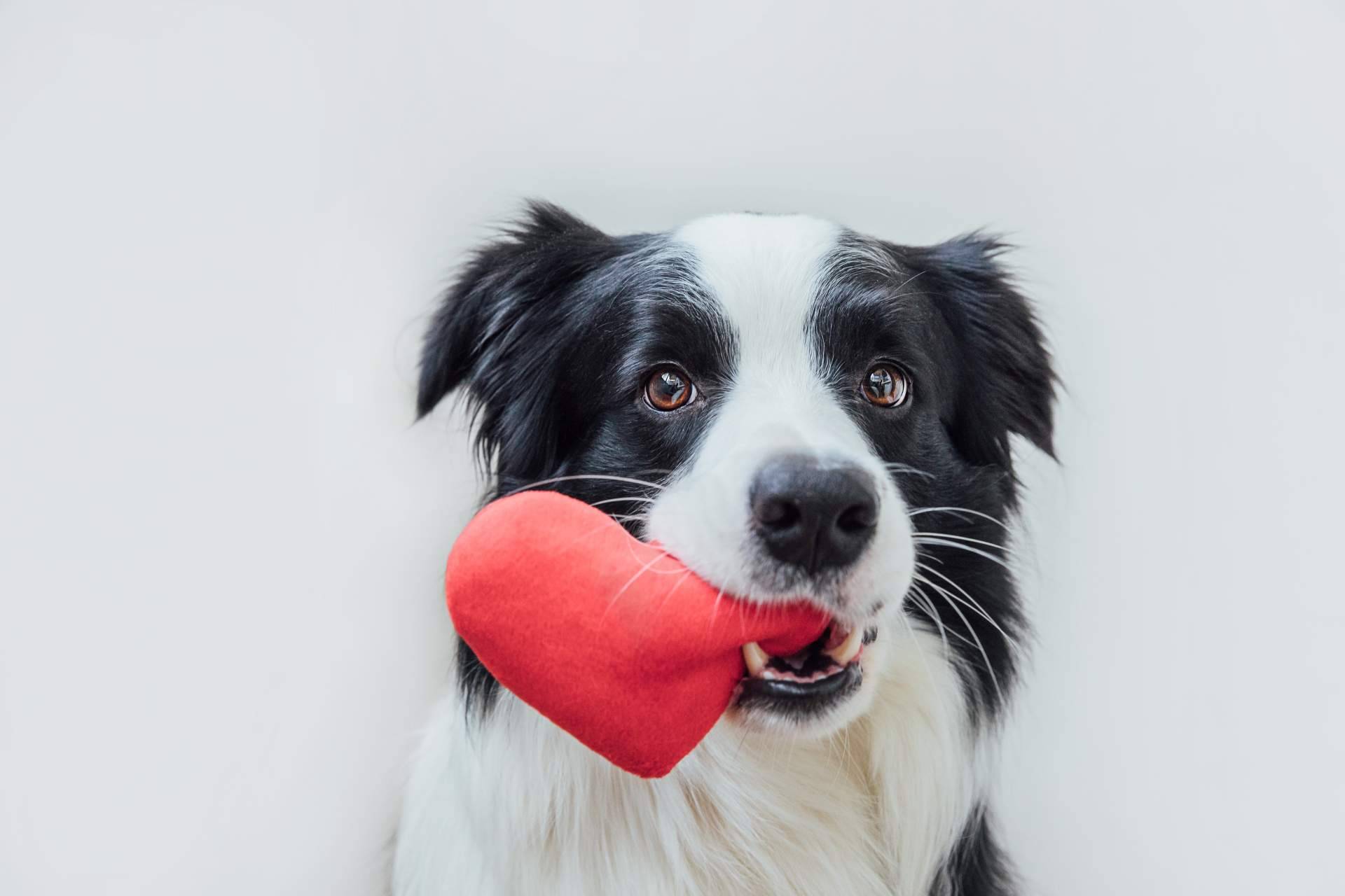 ClickGuau, el TikTok para mascotas que cuenta con centenares de vídeos graciosos de animales