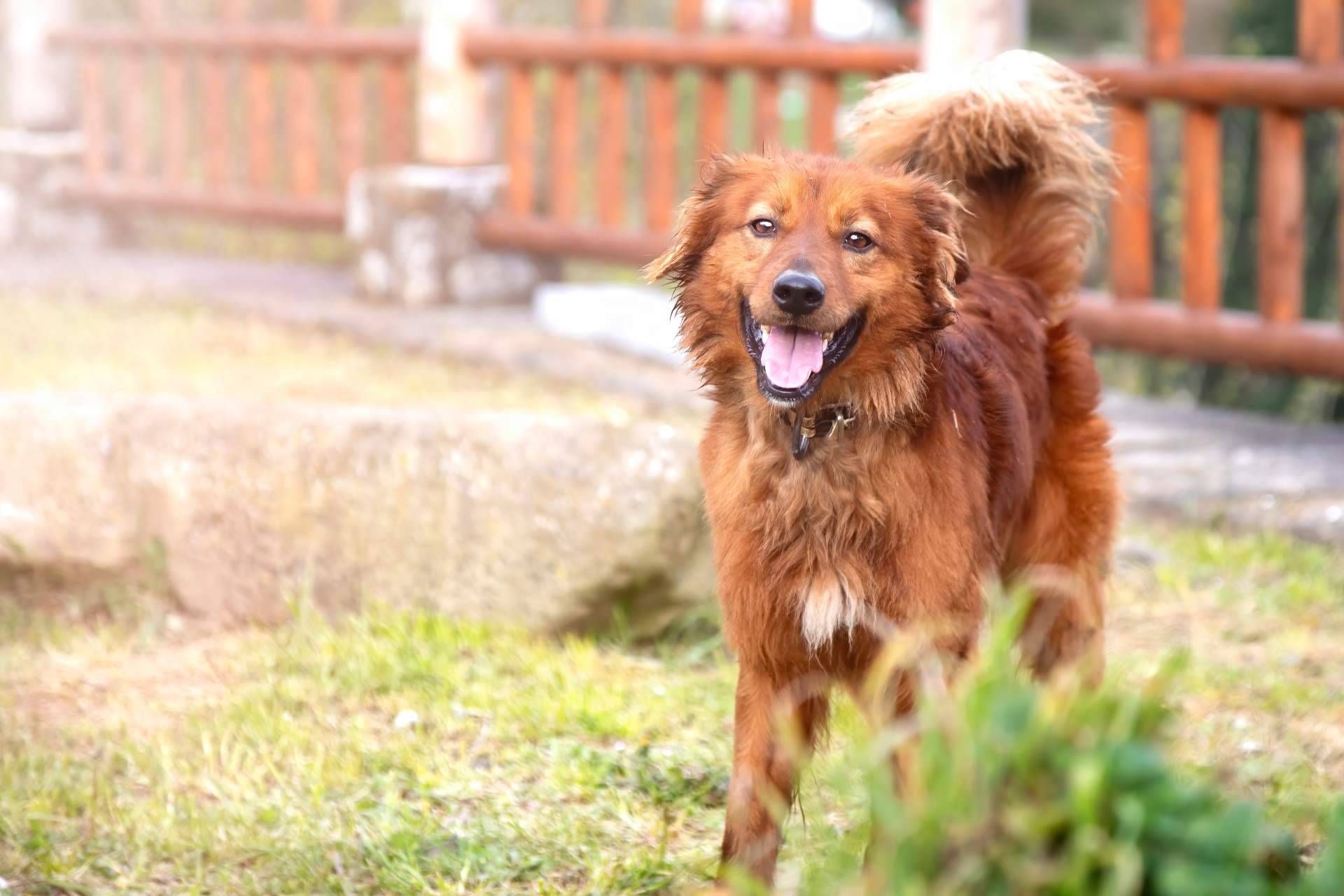 La celebración del 10 aniversario de El Perro Feliz incluye el sorteo de más de 30.000 euros en regalos entre sus seguidores de Instagram
