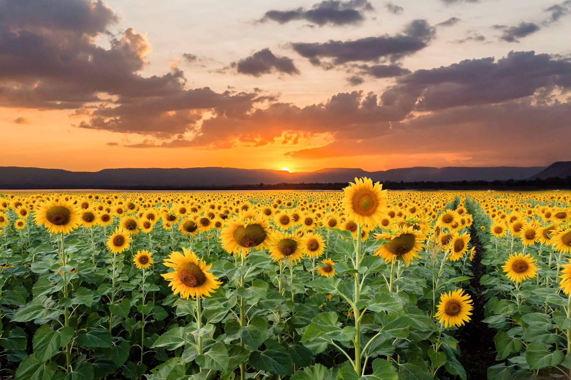 La temporada de girasoles llega a Rosistirem